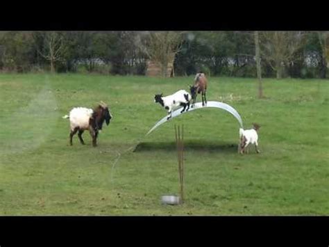 goats jumping on metal sheet|Watch Goats Playing Rambunctiously on Steel .